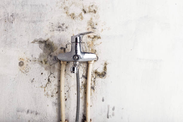 Best Basement Mold Remediation in Haskins, OH