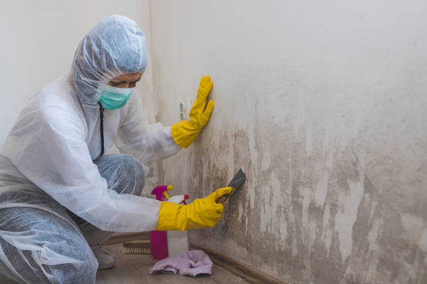 Best Kitchen Mold Remediation in Haskins, OH