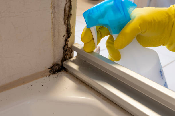 Reliable Haskins, OH Mold Remediation Solutions