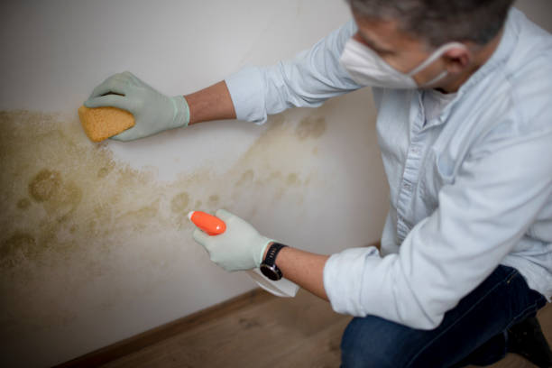 Best Black Mold Remediation in Haskins, OH
