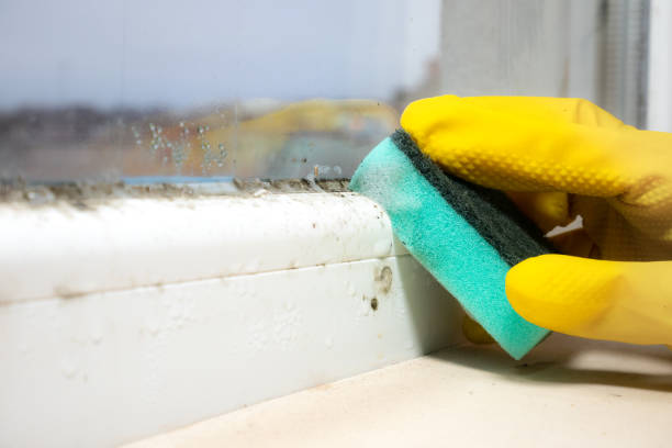 Best Basement Mold Remediation in Haskins, OH