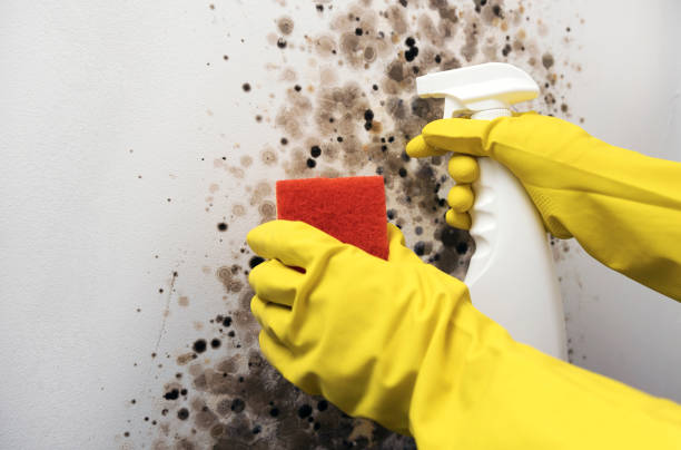 Best Black Mold Remediation in Haskins, OH