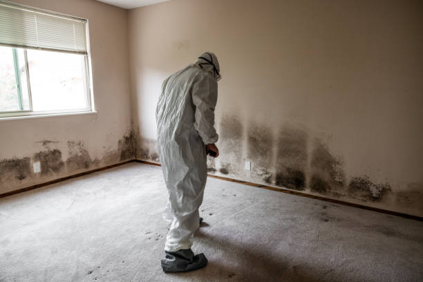 Best Post-Flood Mold Remediation in Haskins, OH