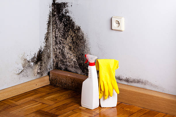 Best Industrial Mold Remediation in Haskins, OH