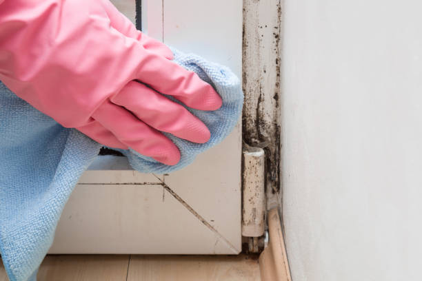 Best Residential Mold Remediation in Haskins, OH